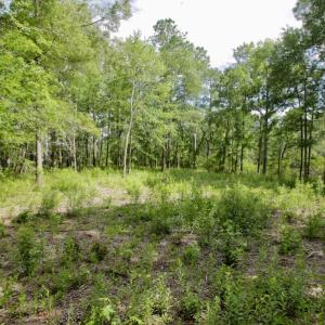 Photo #26 of Off Tarpon Pointe, Bath, NC 2.7 acres
