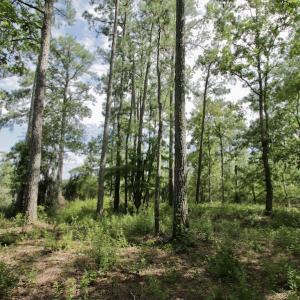 Photo #30 of Off Tarpon Pointe, Bath, NC 2.7 acres