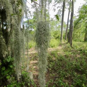 Photo #31 of Off Tarpon Pointe, Bath, NC 2.7 acres
