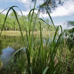 Photo #32 of Off Tarpon Pointe, Bath, NC 2.7 acres