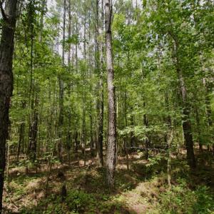 Photo #17 of SOLD property in Off Page Riddick Road, Gates, NC 10.6 acres