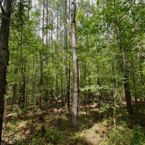 Photo #17 of SOLD property in Off Page Riddick Road, Gates, NC 10.6 acres