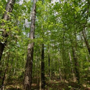 Photo #18 of SOLD property in Off Page Riddick Road, Gates, NC 10.6 acres