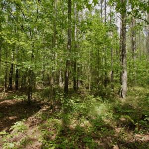 Photo #19 of SOLD property in Off Page Riddick Road, Gates, NC 10.6 acres