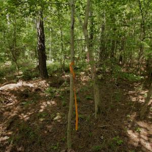 Photo #21 of SOLD property in Off Page Riddick Road, Gates, NC 10.6 acres