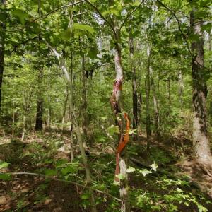 Photo #23 of SOLD property in Off Page Riddick Road, Gates, NC 10.6 acres