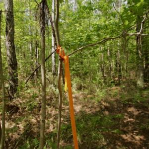 Photo #24 of SOLD property in Off Page Riddick Road, Gates, NC 10.6 acres
