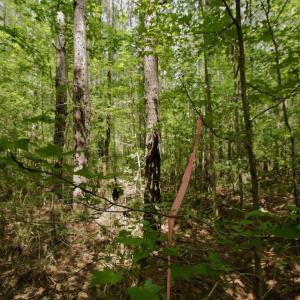 Photo #25 of SOLD property in Off Page Riddick Road, Gates, NC 10.6 acres