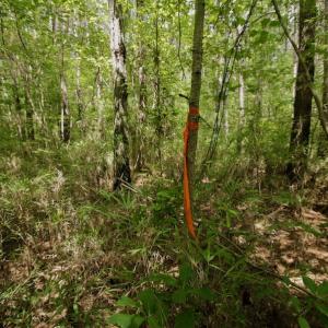 Photo #26 of SOLD property in Off Page Riddick Road, Gates, NC 10.6 acres