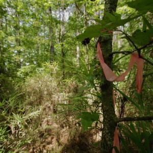 Photo #27 of SOLD property in Off Page Riddick Road, Gates, NC 10.6 acres