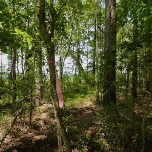 Photo #29 of SOLD property in Off Page Riddick Road, Gates, NC 10.6 acres
