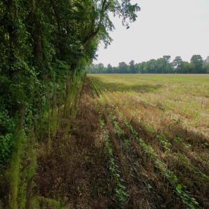 Photo #32 of SOLD property in Off Page Riddick Road, Gates, NC 10.6 acres