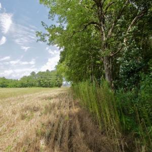 Photo #33 of SOLD property in Off Page Riddick Road, Gates, NC 10.6 acres