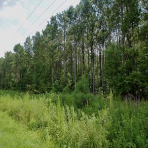 Photo #35 of SOLD property in Off Page Riddick Road, Gates, NC 10.6 acres