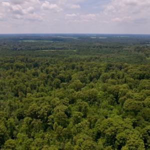 Photo #11 of SOLD property in Off Hwy 123 North, Hookerton, NC 89.0 acres