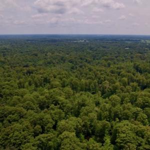 Photo #13 of SOLD property in Off Hwy 123 North, Hookerton, NC 89.0 acres
