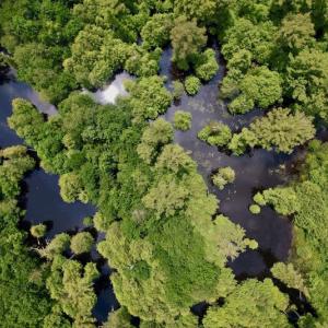 Photo #16 of SOLD property in Off Hwy 123 North, Hookerton, NC 89.0 acres