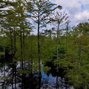 Photo #22 of SOLD property in Off Hwy 123 North, Hookerton, NC 89.0 acres