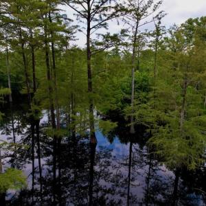 Photo #23 of SOLD property in Off Hwy 123 North, Hookerton, NC 89.0 acres