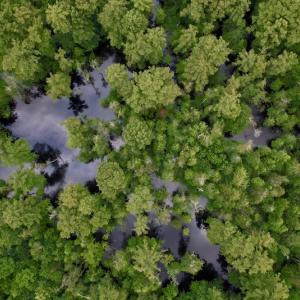 Photo #27 of SOLD property in Off Hwy 123 North, Hookerton, NC 89.0 acres