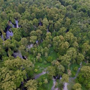 Photo #28 of SOLD property in Off Hwy 123 North, Hookerton, NC 89.0 acres