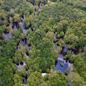 Photo #29 of SOLD property in Off Hwy 123 North, Hookerton, NC 89.0 acres