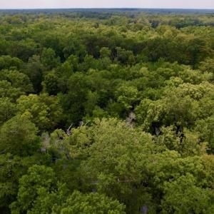 Photo #30 of SOLD property in Off Hwy 123 North, Hookerton, NC 89.0 acres