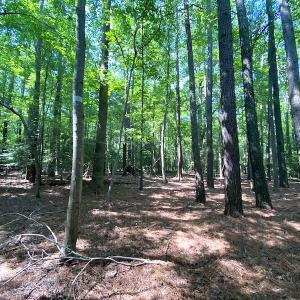 Photo #4 of SOLD property in Off Green Pasture Lane, Carrollton, VA 6.0 acres