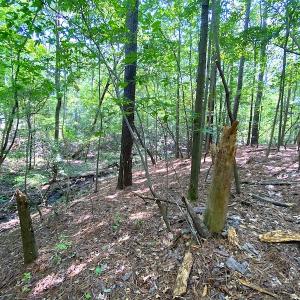 Photo #7 of SOLD property in Off Green Pasture Lane, Carrollton, VA 6.0 acres