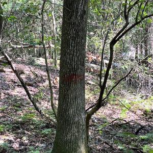 Photo #8 of SOLD property in Off Green Pasture Lane, Carrollton, VA 6.0 acres