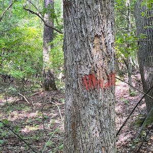Photo #9 of SOLD property in Off Green Pasture Lane, Carrollton, VA 6.0 acres