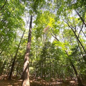 Photo #17 of SOLD property in Off Green Pasture Lane, Carrollton, VA 6.0 acres