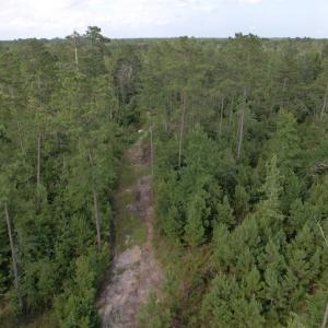Photo #12 of SOLD property in Off Old Dothan Road, Tabor City, NC 20.9 acres