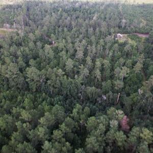 Photo #19 of SOLD property in Off Old Dothan Road, Tabor City, NC 20.9 acres