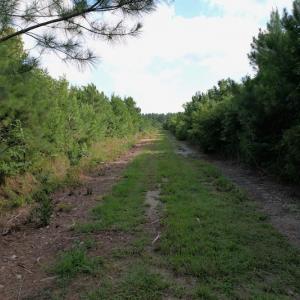 Photo #3 of SOLD property in Off Old Dothan Road, Tabor City, NC 20.9 acres