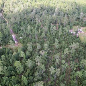 Photo #20 of SOLD property in Off Old Dothan Road, Tabor City, NC 20.9 acres