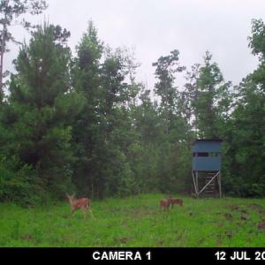 Photo #23 of SOLD property in Off Old Dothan Road, Tabor City, NC 20.9 acres