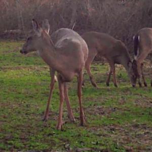 Photo #26 of SOLD property in Off Old Dothan Road, Tabor City, NC 20.9 acres