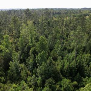 Photo #6 of SOLD property in Off Old Dothan Road, Tabor City, NC 20.9 acres