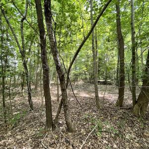 Photo #10 of SOLD property in Off Cabin Point Road, Spring Grove, VA 19.2 acres