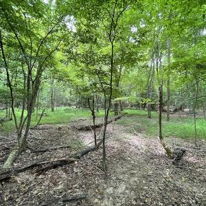 Photo #12 of SOLD property in Off Cabin Point Road, Spring Grove, VA 19.2 acres