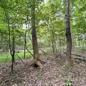 Photo #14 of SOLD property in Off Cabin Point Road, Spring Grove, VA 19.2 acres