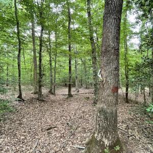 Photo #21 of SOLD property in Off Cabin Point Road, Spring Grove, VA 19.2 acres