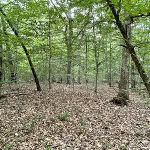 Photo #27 of SOLD property in Off Cabin Point Road, Spring Grove, VA 19.2 acres