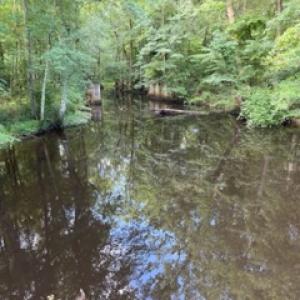 Photo #31 of SOLD property in Off Petersburg Road Route 613, Disputanta, VA 20.0 acres