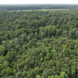Photo #14 of SOLD property in Off Petersburg Road Route 613, Disputanta, VA 20.0 acres