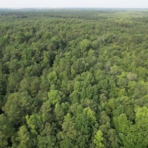 Photo #15 of SOLD property in Off Petersburg Road Route 613, Disputanta, VA 20.0 acres