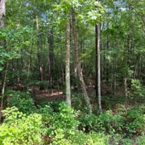 Photo #18 of SOLD property in Off Cabin Point Road Route 602, Disputanta, VA 196.8 acres