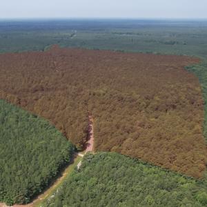Photo #2 of SOLD property in Off Cabin Point Road Route 602, Disputanta, VA 196.8 acres
