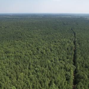 Photo #6 of SOLD property in Off Cabin Point Road Route 602, Disputanta, VA 196.8 acres